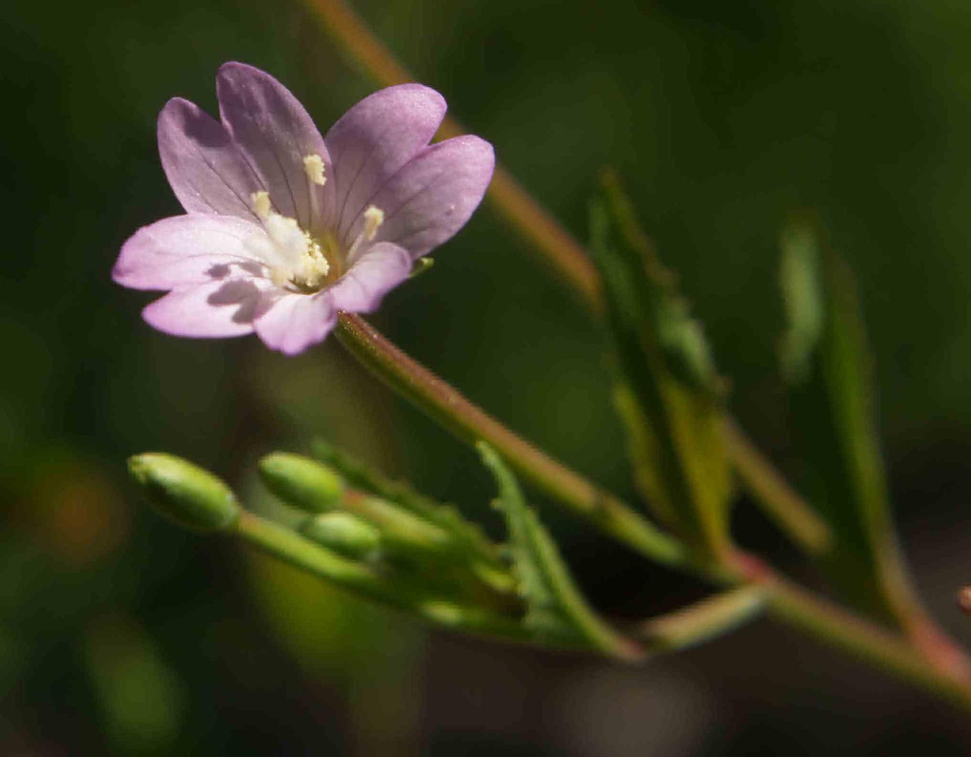 Willow-herb, Broad leafed flower